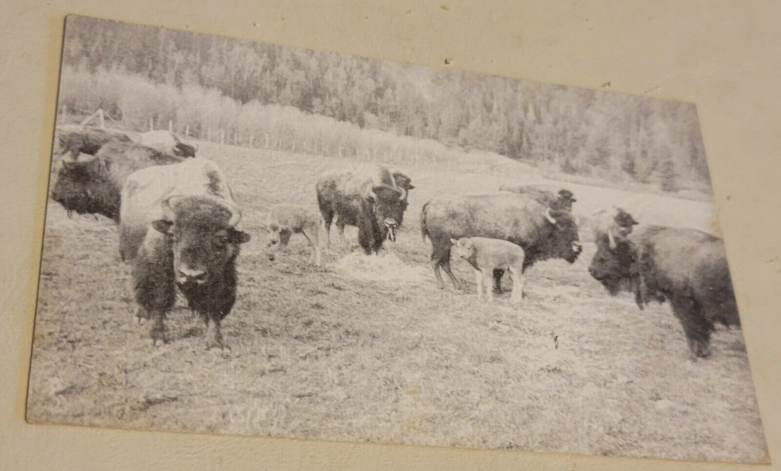 Ted Hale Buffalo Ranch Advertising Postcard Afton Wy